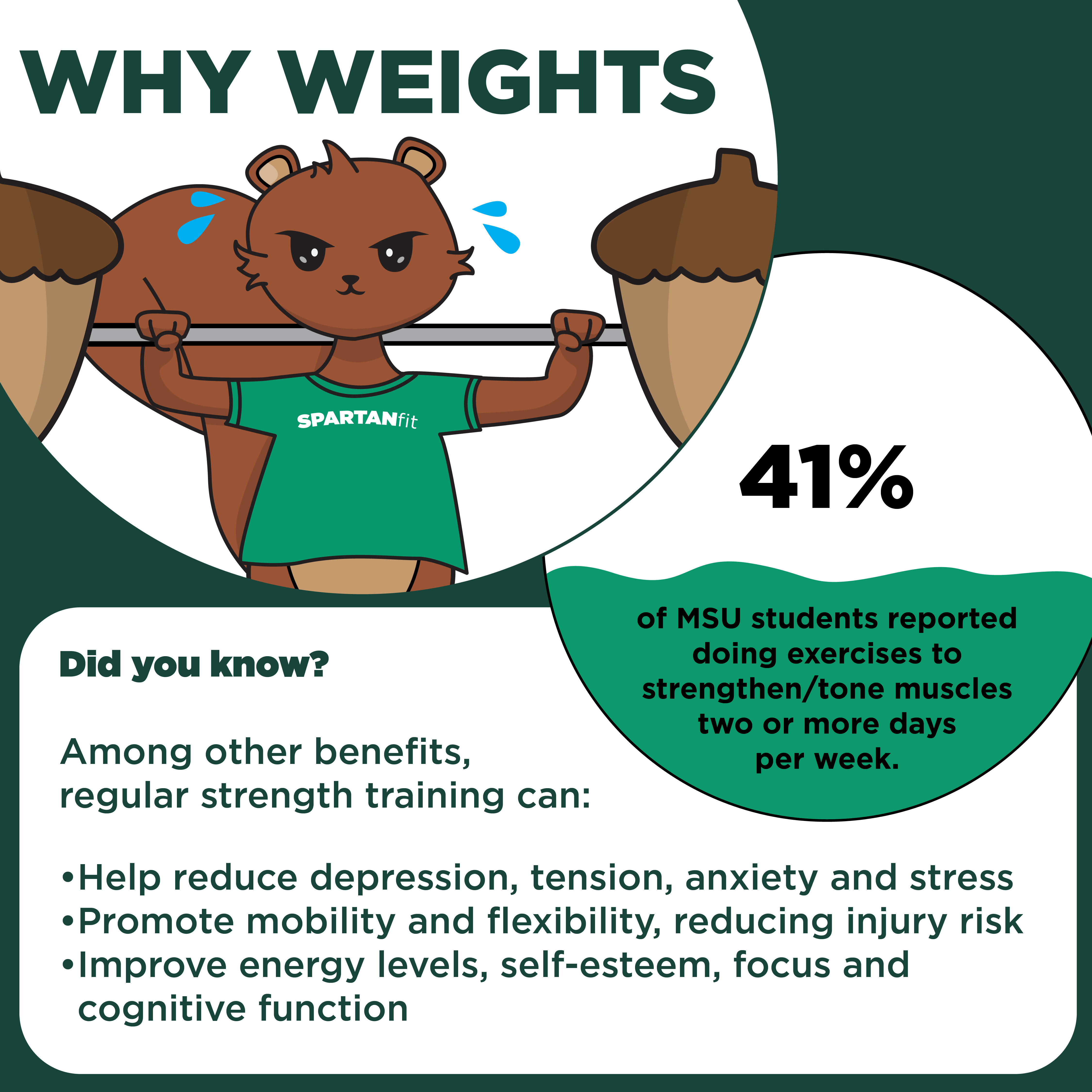 An illustrated squirrel lifts a bar weight, with acorns as the weights. The squirrel is sweating and wearing a SpartanFit T-shirt. Text reads, "Why Weights. 41% of MSU students reported doing exercises to strengthen or tone muscles two or more days per week. Did you know? Among other benefits, regular strength training can: Help reduce depression, tension, anxiety and stress; promote flexibility, reducing injury risk; and improve energy levels, self-esteem, focus and cognitive function."
